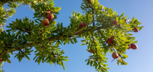 argan