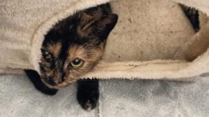 Che dite, porto Amlou con me in Marocco?