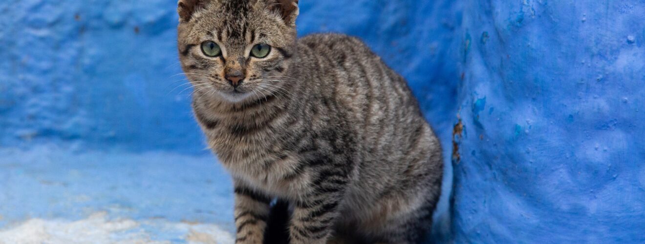 gatto in Marocco