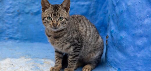 gatto in Marocco